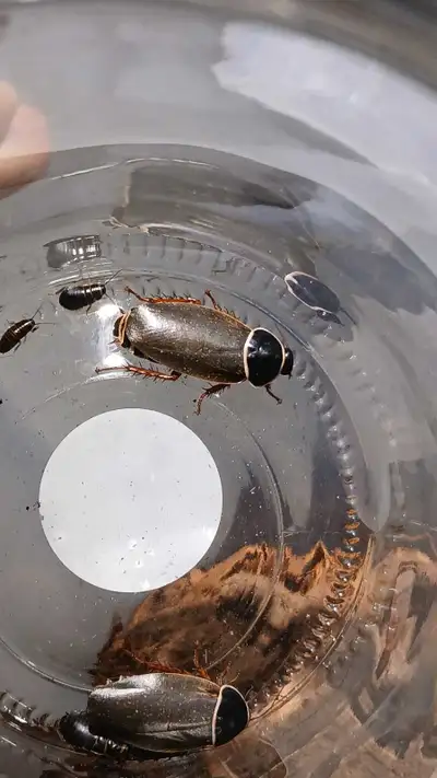 extinct roach / Simandoa cave roach, View more