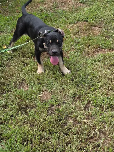 Puppy looking for her forever home, View more