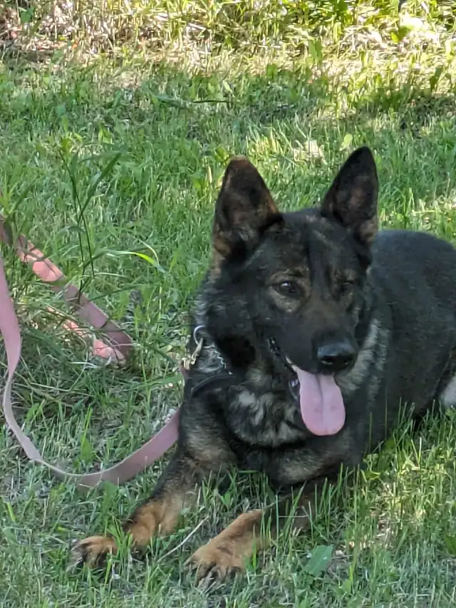 German Shepherds in Dogs & Puppies for Rehoming in Strathcona County - Image 7