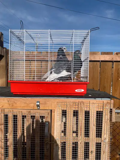 Pigeon pair for sale, View more