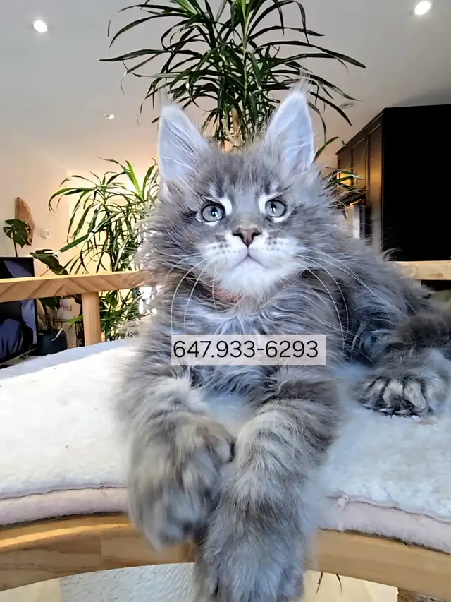 CHAMPION GIGANTIC MAINE COONS