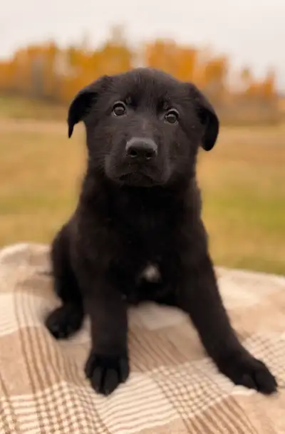 Exceptional CKC Black German Shepherd Male, View more