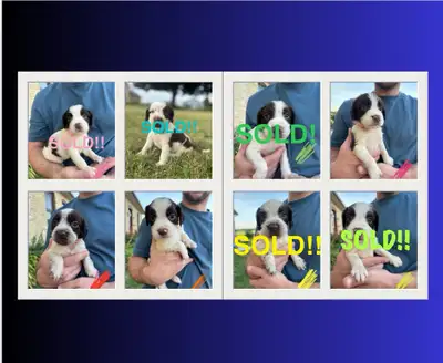 15 English Springer Spaniel Puppies, View more