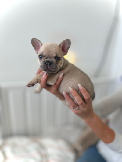 Frenchie Fawn Puppies 