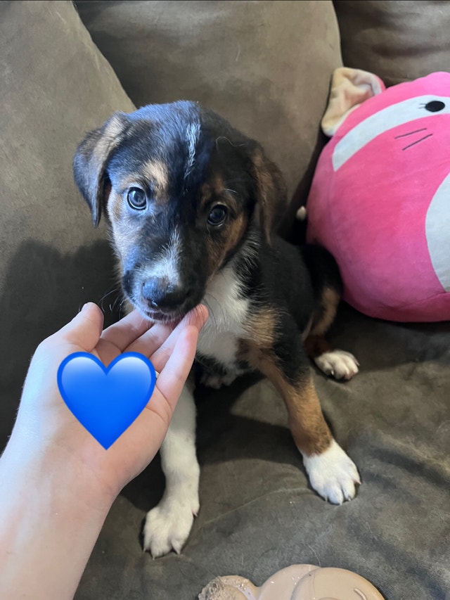 Available now! Border Collie x Lab/blue heeler puppies Dogs & Puppies