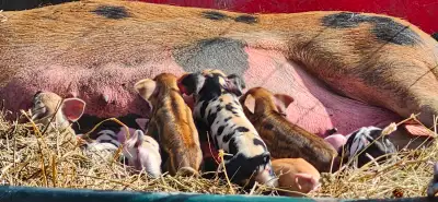 Piglets ready now, View more