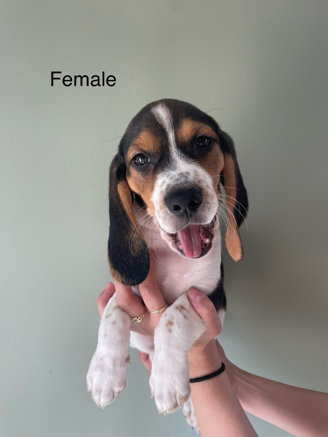 BEAGLE PUPPIES HUBLEY, - Ready to go in Dogs & Puppies for Rehoming in Dartmouth - Image 3