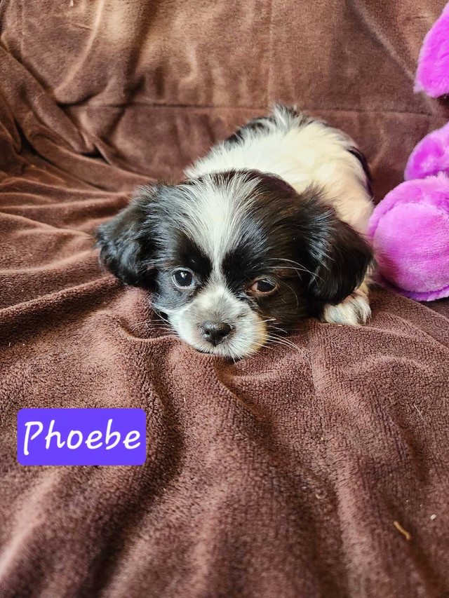SHORKIE PUPPIES in Dogs & Puppies for Rehoming in Saskatoon - Image 4