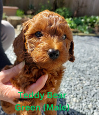 Mini Goldendoodle Red/Apricot teddy bear puppies (Two remaining)