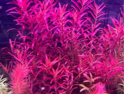 $1 per stem, minimum 5 stems per purchase. These grow really fast! They are gorgeous red and have to...