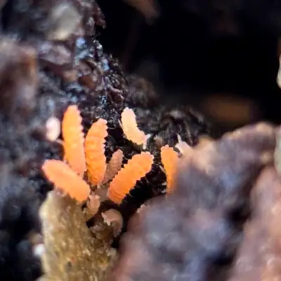 Yuukianura Aphoruroides “Orange Springtails”, View more