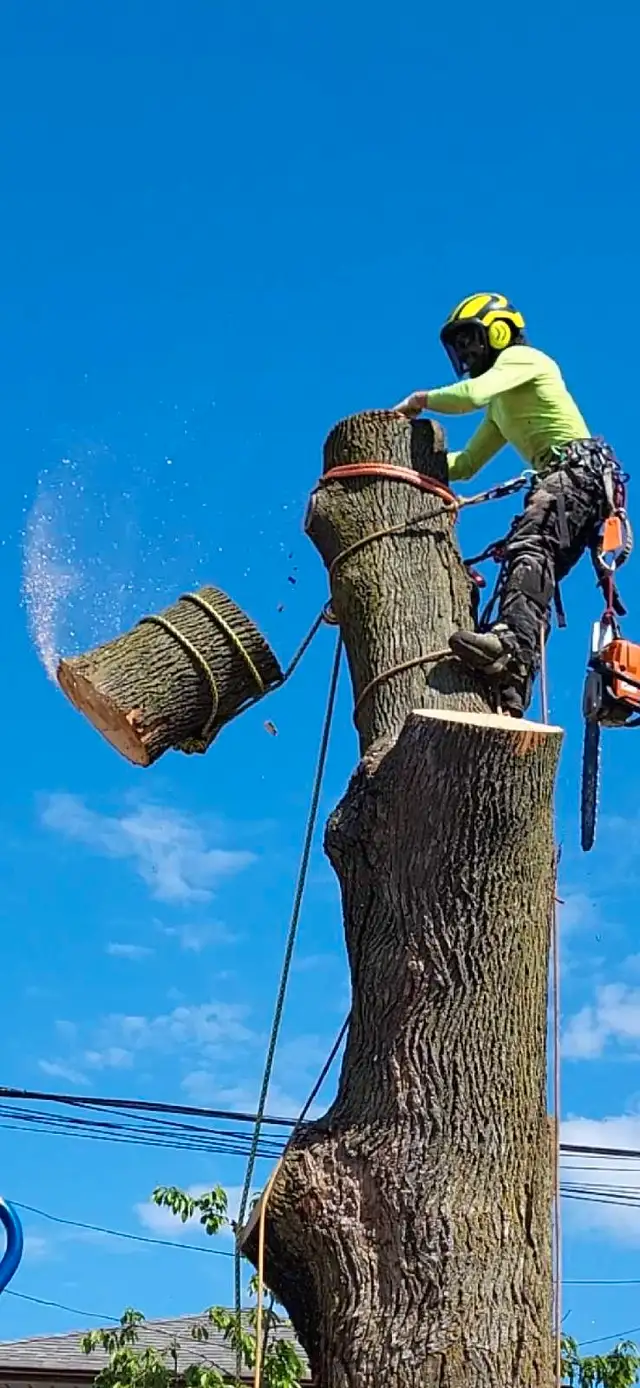 Tree Removal Tree Pruning 647 654-188462864359395971123