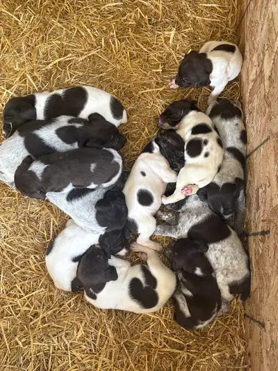 Beautiful intelligent German pointer pups dad is pure bred registered shorthair pointer mom is pure...