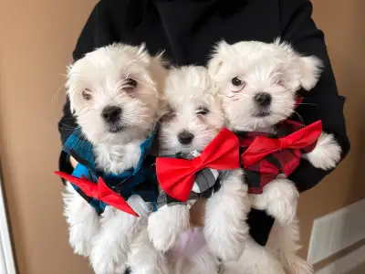 Adorable Puppies Looking for Their Forever Homes! We have four adorable puppies ready for their new...
