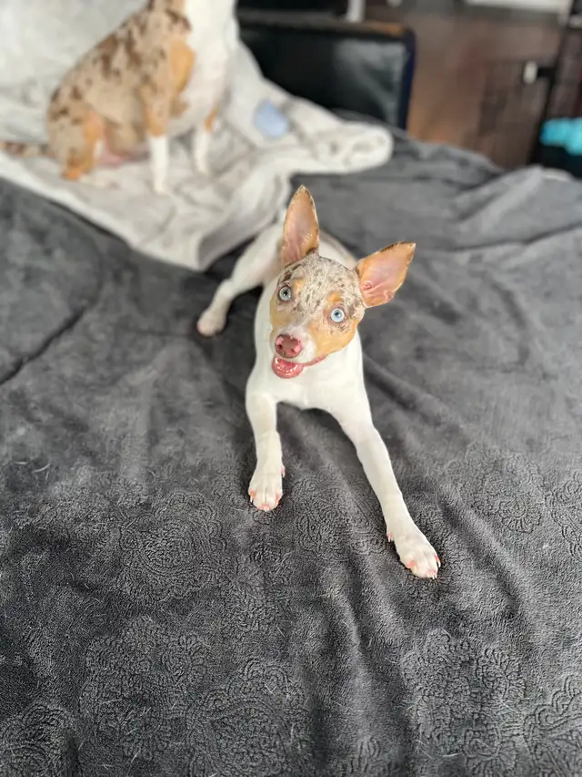 Chiot Rat Terrier Miniature in Dogs & Puppies for Rehoming in City of Montréal - Image 3