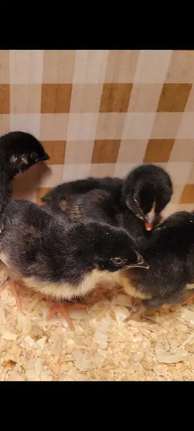 they will lay blue-green, olive eggs guaranteed!!!! Ameraucana x Copper Maran They've been kept in a...
