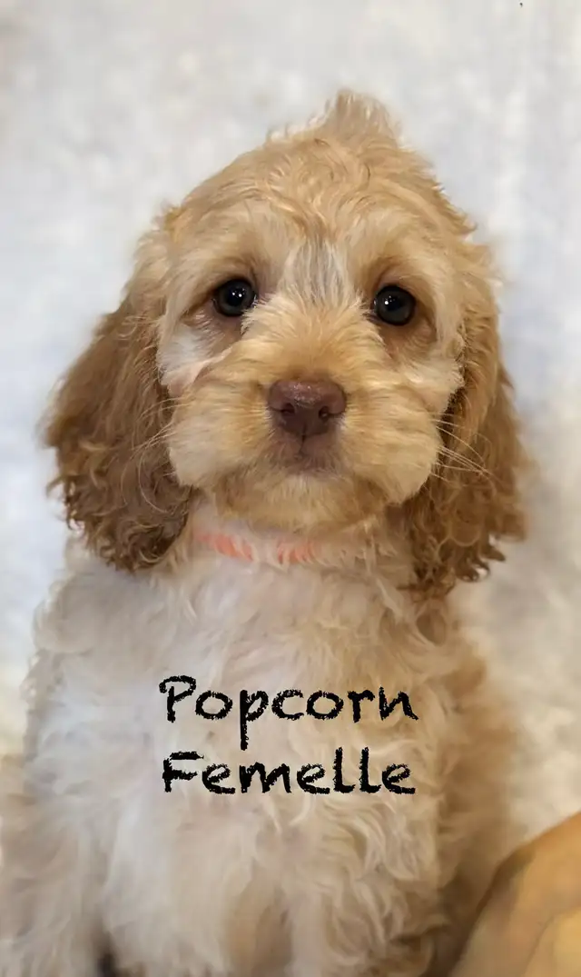 CHIOTS F1 MINI COCKAPOOS PUPPIES | Dogs & Puppies for Rehoming | Laval ...