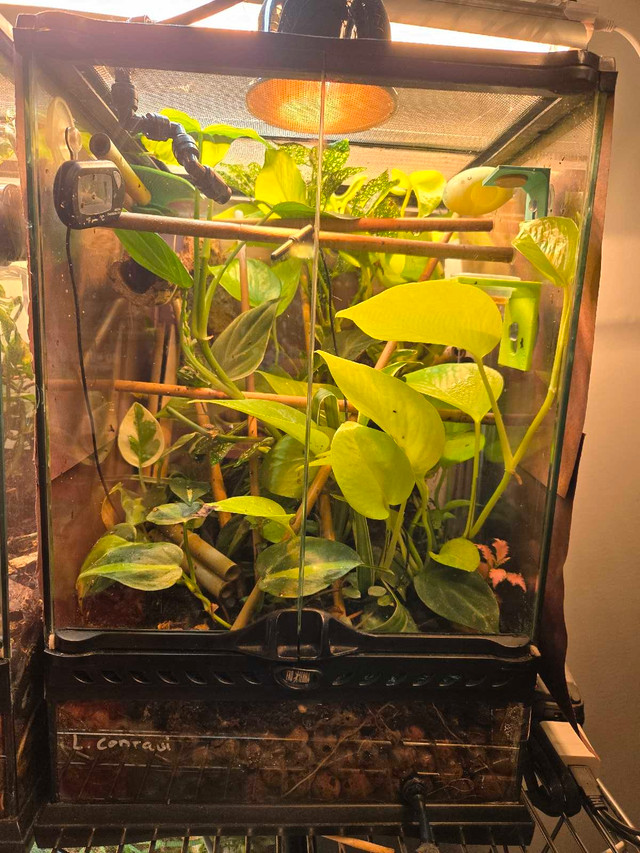 bioactive terrarium and Cameroon Dwarf Geckos  in Reptiles & Amphibians for Rehoming in Edmonton - Image 2