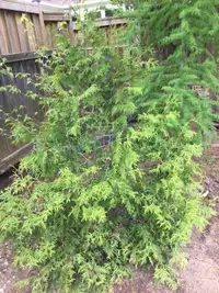 Young Cypress tree for sale 