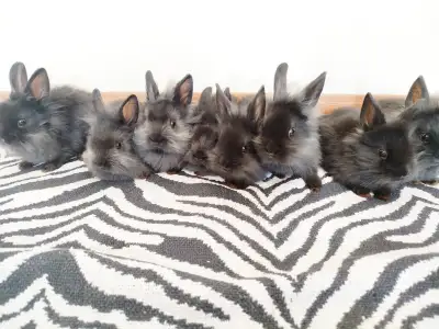 Lionhead buddies for sale!, View more
