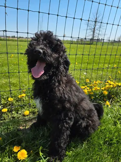 Cedar Echo kennel has 2 stunning litters of medium bernedoodles available to reserve. They will grow...