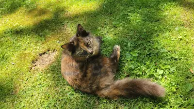 chat femelle écaille de tortue à adopter, View more