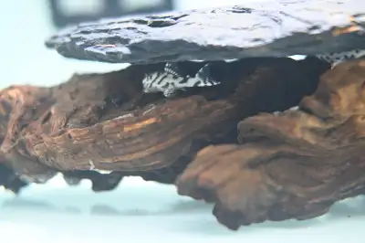 Super white L236 SW, Zebra Pleco L46, L471, and rare plecos, View more
