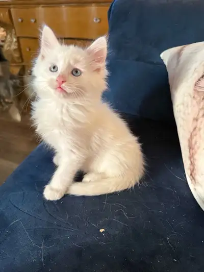 Ragamese kittens ready for deposit, View more