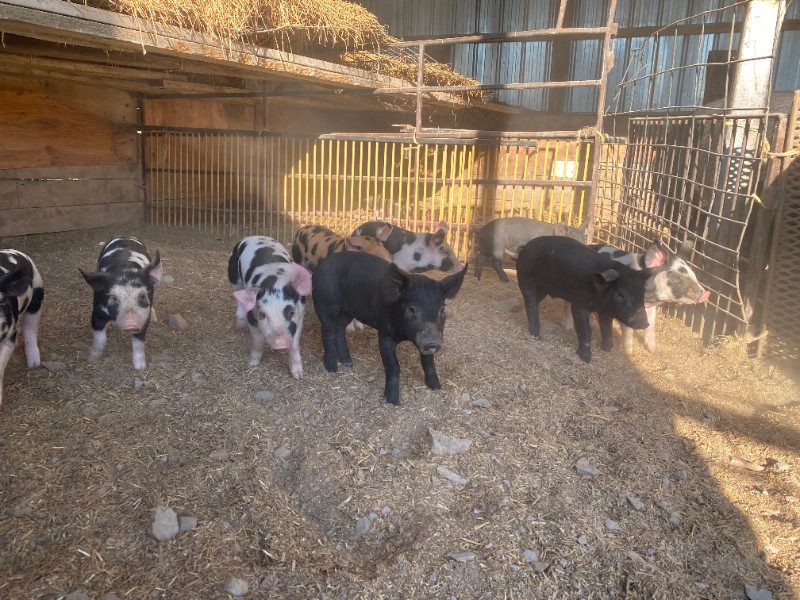 BerkshireCrossed Piglets For Sale Livestock Portage la Prairie