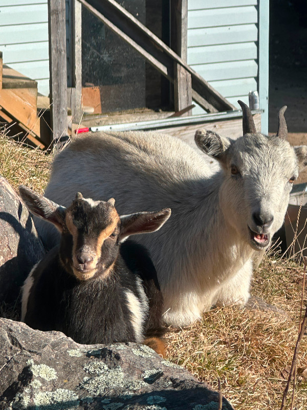 Baby goats in Livestock in North Bay - Image 4