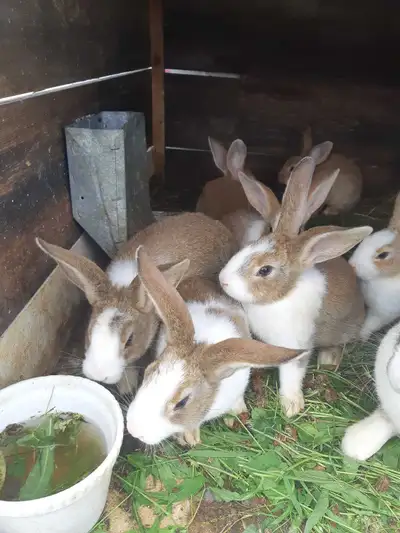 rabbits for sale , View more