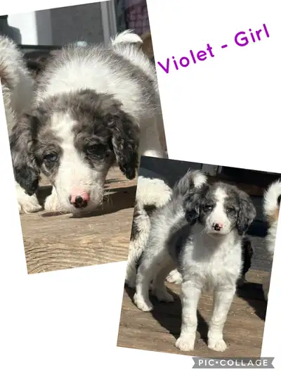 Moyen Doodle Puppies, View more