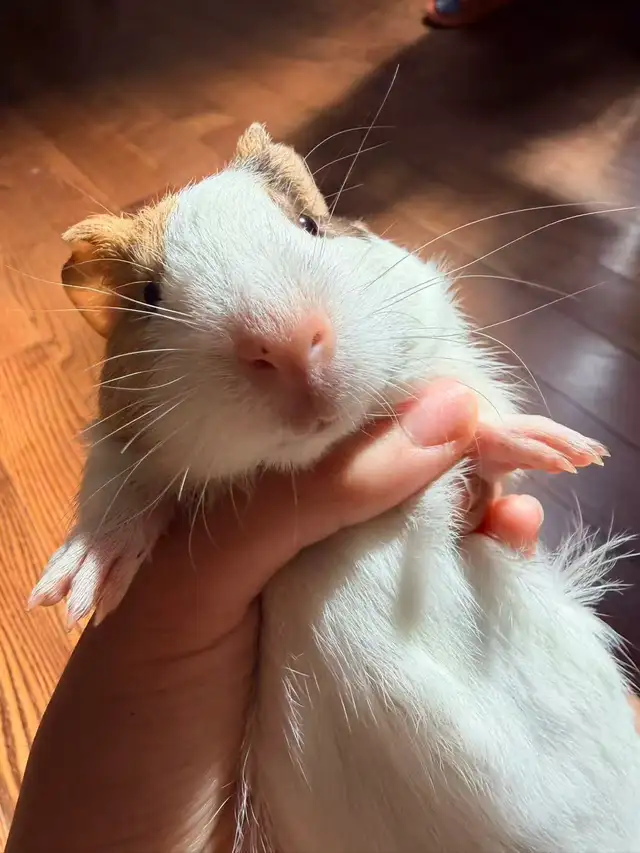 baby Guineapig  in Other in Markham / York Region - Image 3