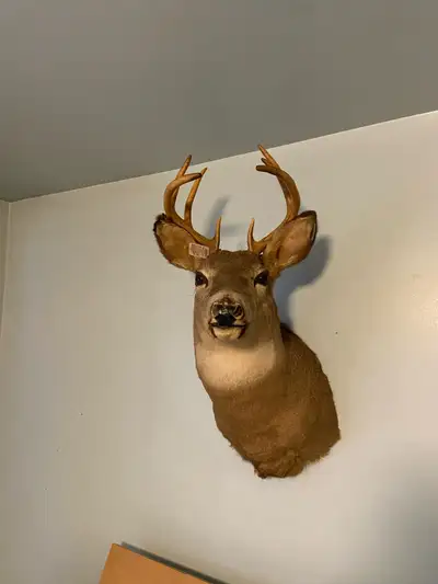 Taxidermy 8-Point White-Tailed Deer Registered with Fish and Wildlife,Have Paperwork and Bill of Sal...