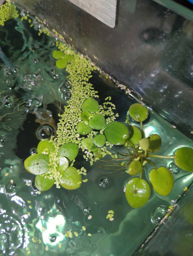 Amazon frogbit aquarium plants in Livestock in Markham / York Region - Image 2