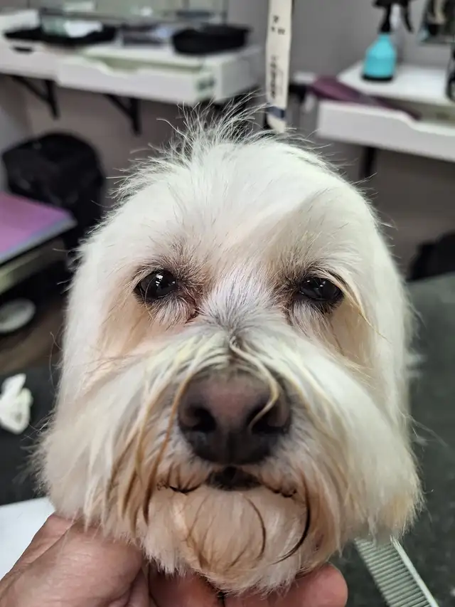 Professional Dog Grooming...Special treatment at SPRINGFIELD K.584651887996446724