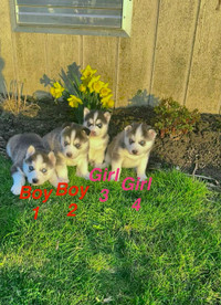 Blue eyed Siberian husky puppies 