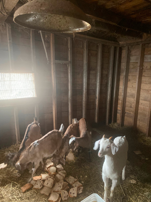 Baby goats in Livestock in City of Halifax - Image 4