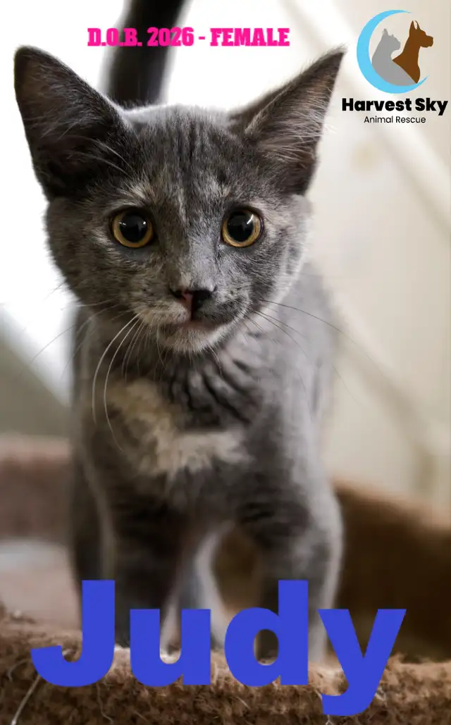 12 KITTENS & 9 CATS AVAILABLE - HARVEST SKY ANIMAL RESCUE | Registered ...