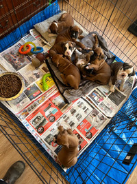 Boxer puppies 