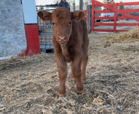 8 Day Old Calf to Rehome