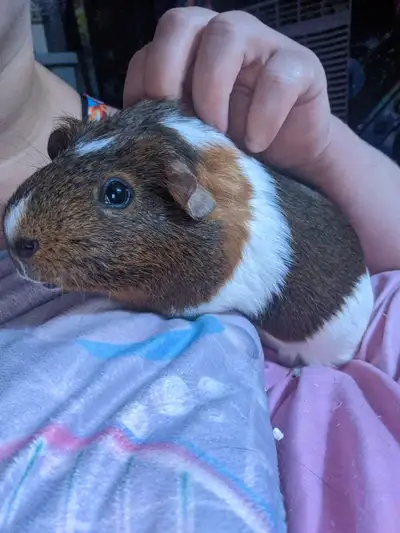 male Guinea pig, View more