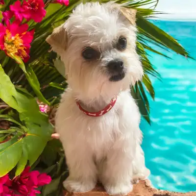 * * Same Day  * * Dog Grooming * *   {Fm $50 }, View more