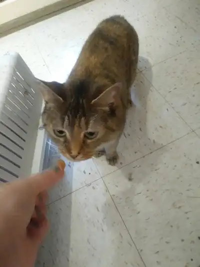 Female cats for adoption, View more