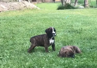 Boxer Puppies, View more