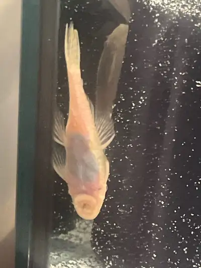 Albino Pleco (Female), View more