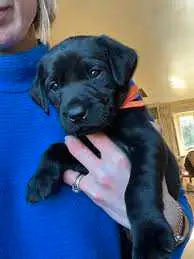 Black/yellow Lab mix puppies in Dogs & Puppies for Rehoming in Brantford - Image 7