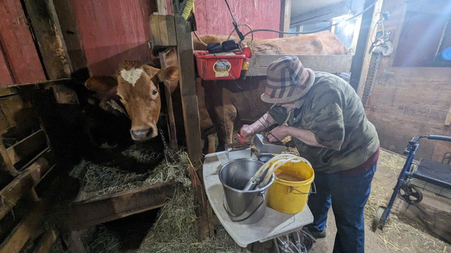 Fresh cow's milk for sale. in Health & Special Needs in Whitehorse - Image 4