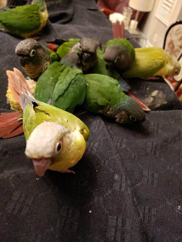HANDFEED TAME YELLOWSIDE CONURE AVAILABLE AT CENTRAL PET STORE in Birds for Rehoming in City of Toronto - Image 2