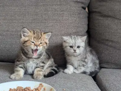 Scottish straight goldene tabby classic mâles disponible , View more